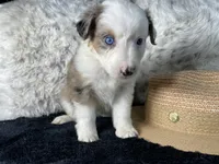 AKC. Blue Merle Female 2.  L/S, a female Australian Shepherd for sale in Kenner, LA – 3 of 3