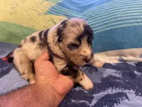 Blue Merle female rs2, a female Australian Shepherd for sale in Kenner, LA – Photo 10 of 10