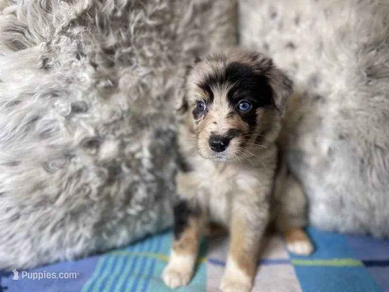 Blue Merle female rs2