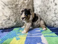 Blue Merle female rs2, a female Australian Shepherd for sale in Kenner, LA – Photo 6 of 10