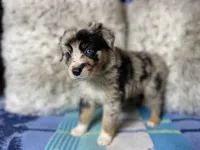 Blue Merle female rs2, a female Australian Shepherd for sale in Kenner, LA – Photo 2 of 10