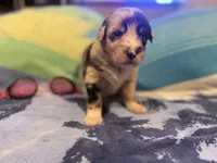 Blue Merle female rs2, a female Australian Shepherd for sale in Kenner, LA – Photo 8 of 10