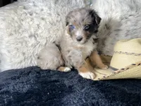 AKC. Blue Merle Male. 2. L/S, a male Australian Shepherd for sale in Kenner, LA – 3 of 3
