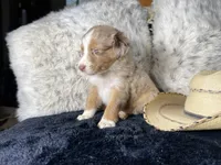 AKC  Red Merle Male  1  L/S, a male Australian Shepherd for sale in Kenner, LA – 2 of 3