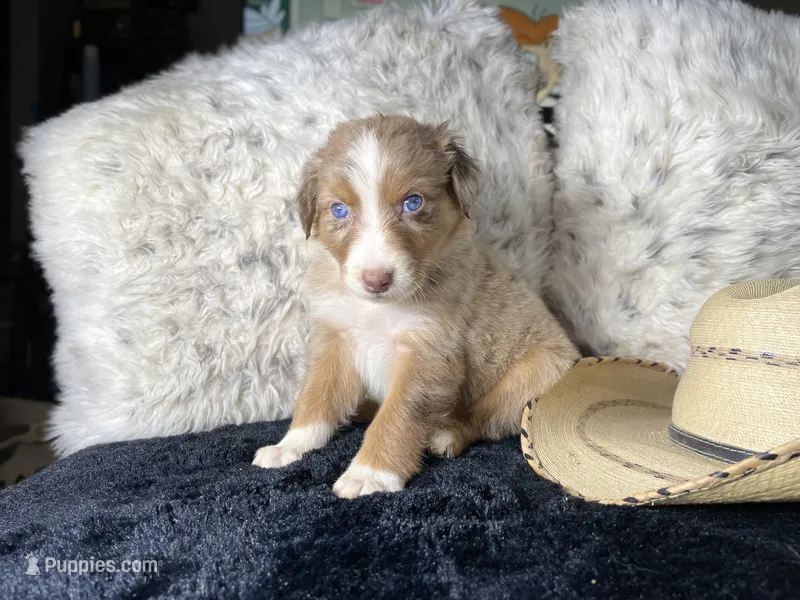 AKC  Red Merle Male  1  L/S – Australian Shepherd puppy for sale in Kenner, LA