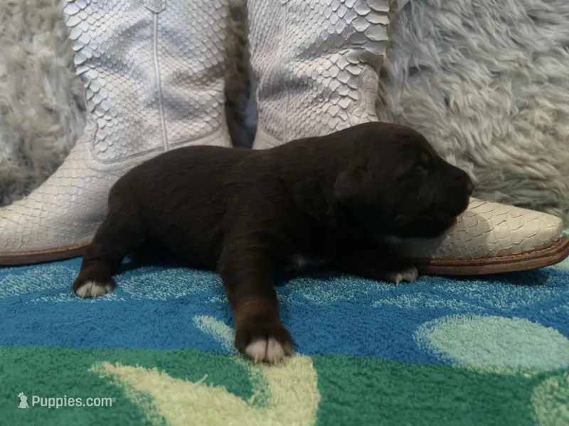 Red tricolor female AKC
