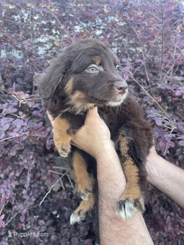 Red tricolor female AKC – Australian Shepherd puppy for sale in Kenner, LA