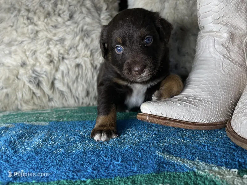 Red tricolor female AKC – Australian Shepherd puppy for sale in Kenner, LA