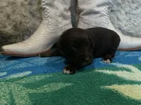 Red tricolor female AKC, a female Australian Shepherd for sale in Kenner, LA – Photo 3 of 4