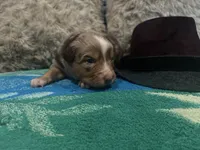 Red Merle male 1, a male Australian Shepherd for sale in Kenner, LA – Photo 1 of 5