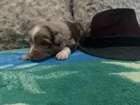 Red Merle male 1, a male Australian Shepherd for sale in Kenner, LA – Photo 3 of 5