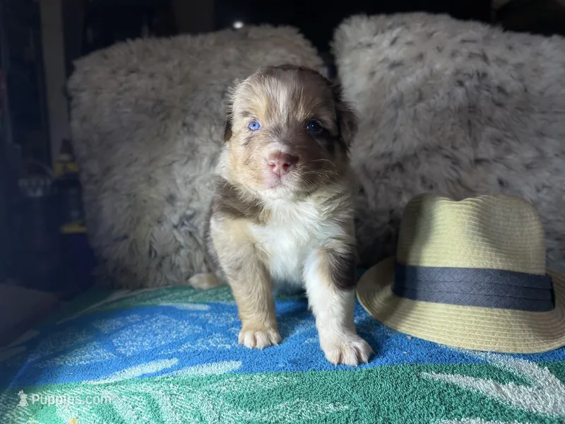 Red Merle male 1 – Australian Shepherd puppy for sale in Kenner, LA