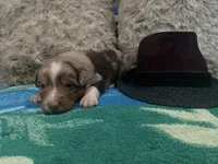 Red Merle male 1, a male Australian Shepherd for sale in Kenner, LA – Photo 4 of 5