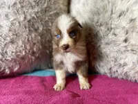 Red Merle female 1, a female Australian Shepherd for sale in Kenner, LA – Photo 1 of 6