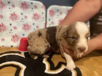 Red Merle female 1, a female Australian Shepherd for sale in Kenner, LA – Photo 6 of 6