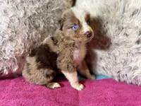 Red Merle female 1, a female Australian Shepherd for sale in Kenner, LA – Photo 3 of 6