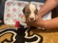 Red Merle female 1, a female Australian Shepherd for sale in Kenner, LA – Photo 5 of 6