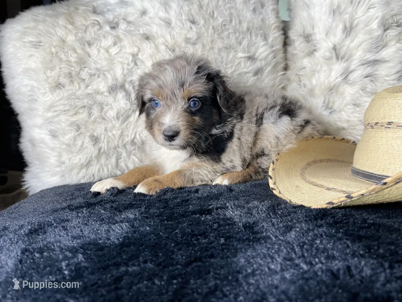 AKC. Blue Merle Male. 2. L/S – Australian Shepherd puppy for sale in Kenner, LA