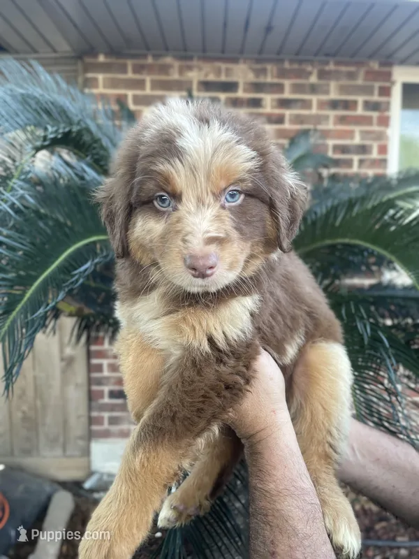 Red Merle male 2 – Australian Shepherd puppy for sale in Kenner, LA
