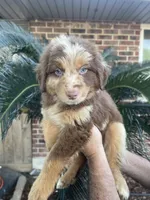 Red Merle male 2, a male Australian Shepherd for sale in Kenner, LA – Photo 1 of 3