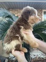 Red Merle male 2, a male Australian Shepherd for sale in Kenner, LA – Photo 3 of 3