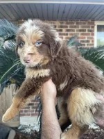 Red Merle male 2, a male Australian Shepherd for sale in Kenner, LA – Photo 2 of 3