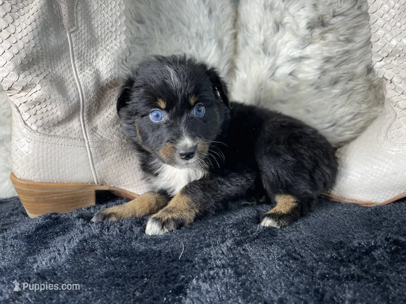 AKC   Black Tricolor Female 1  O/S – Australian Shepherd puppy for sale in Kenner, LA