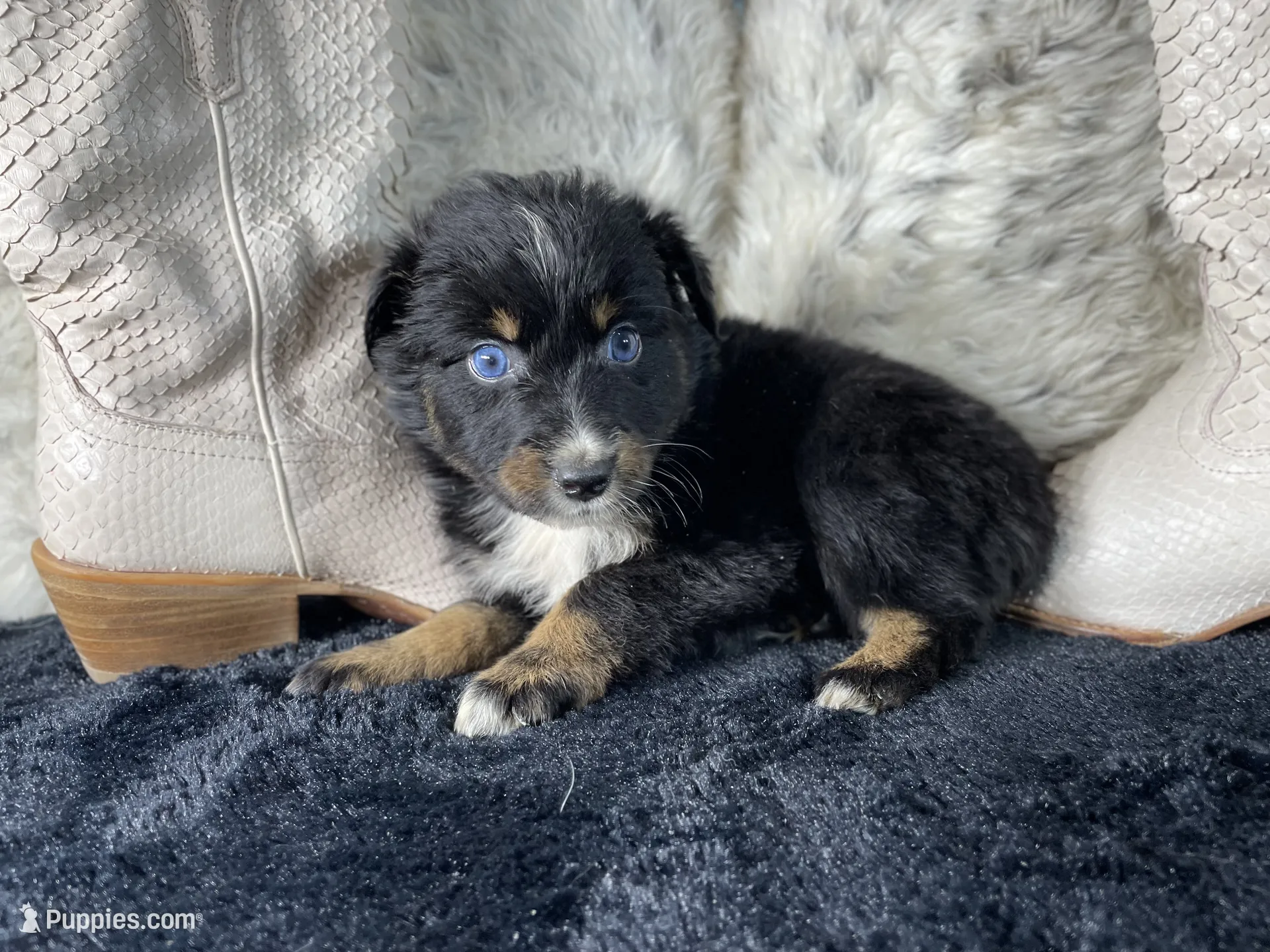 AKC Black Tricolor Female 1 O/S – Australian Shepherd Puppy