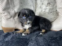AKC   Black Tricolor Female 1  O/S, a female Australian Shepherd for sale in Kenner, LA – 1 of 4