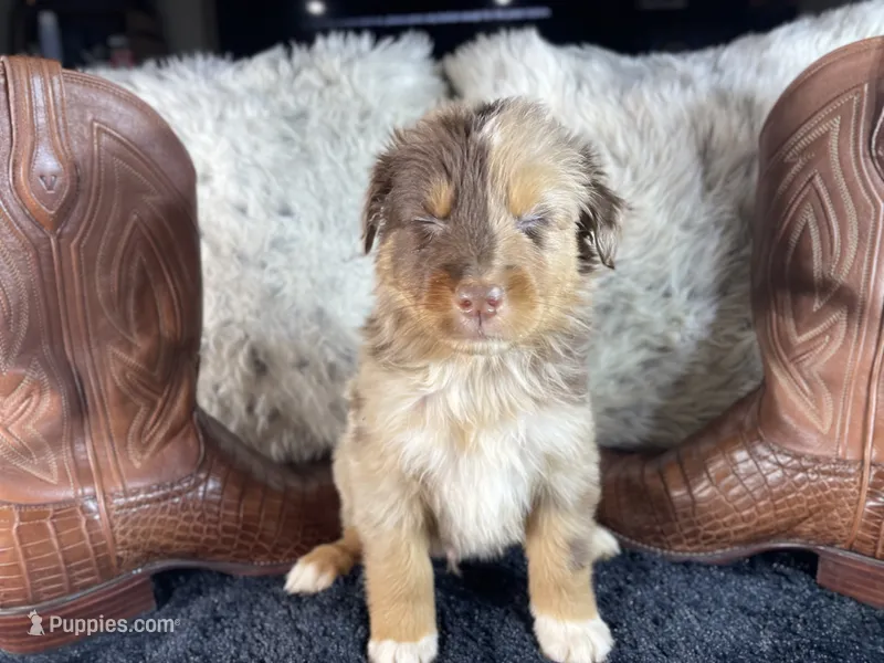 AKC.  RED Merle Male 1.   O/S – Australian Shepherd puppy for sale in Kenner, LA