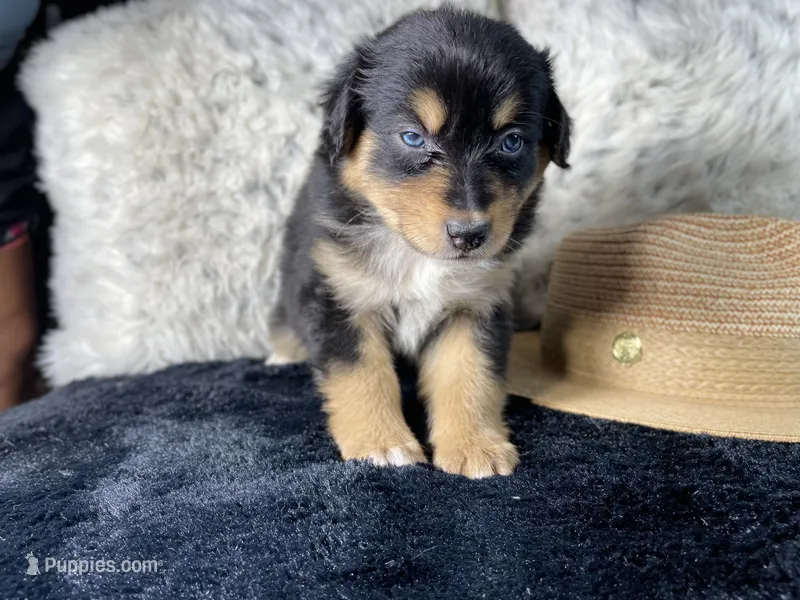 AKC. Black Tricolor Female 3.  L/S – Australian Shepherd puppy for sale in Kenner, LA
