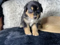 AKC. Black Tricolor Female 3.  L/S, a female Australian Shepherd for sale in Kenner, LA – 1 of 3