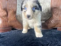 AKC. Blue Merle Male 2    O/S, a male Australian Shepherd for sale in Kenner, LA – 2 of 3