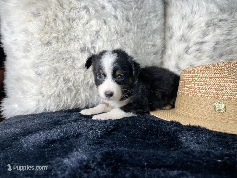 AKC. Black Tricolor Female. 2    L/S – Australian Shepherd puppy for sale in Kenner, LA