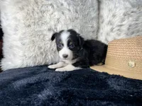 AKC. Black Tricolor Female. 2    L/S, a female Australian Shepherd for sale in Kenner, LA – 1 of 3