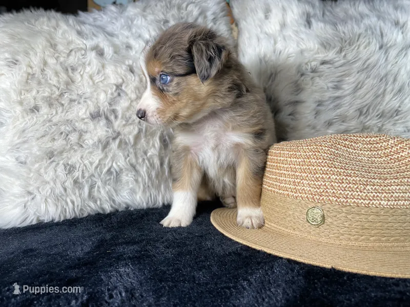 AKC red Merle Female 1   L/S – Australian Shepherd puppy for sale in Kenner, LA