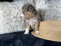 AKC red Merle Female 1   L/S, a female Australian Shepherd for sale in Kenner, LA – 1 of 3