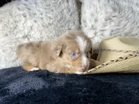 AKC.  Red Merle Male. 2.   L/S, a male Australian Shepherd for sale in Kenner, LA – 2 of 3