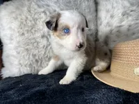 AKC. Blue Merle Female 2.  L/S, a female Australian Shepherd for sale in Kenner, LA – 1 of 3