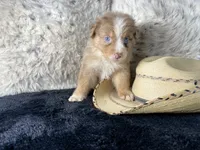 AKC.  Red Merle Male. 2.   L/S, a male Australian Shepherd for sale in Kenner, LA – 1 of 3