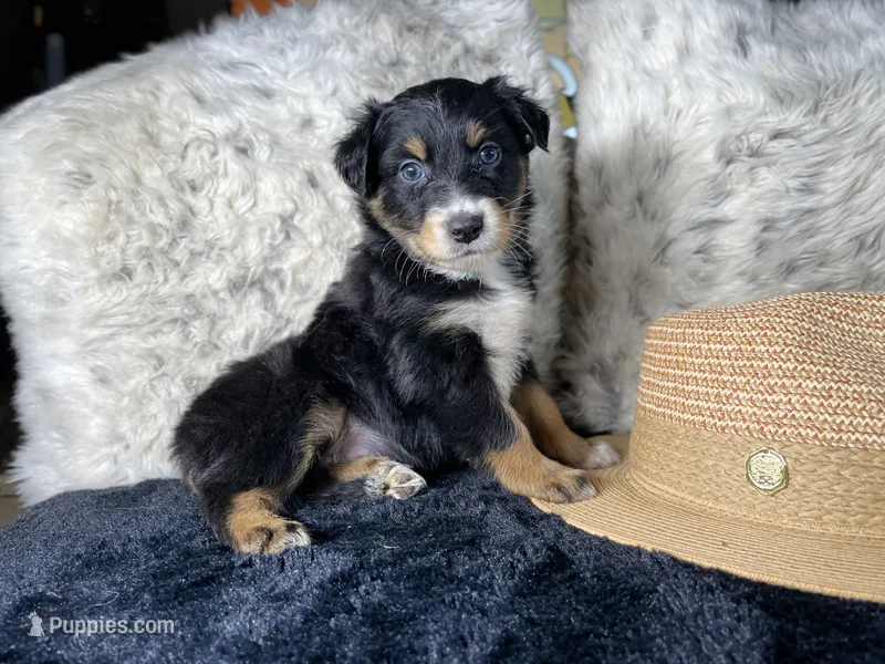 AKC. Black Tricolor Female 1.   L/S – Australian Shepherd puppy for sale in Kenner, LA