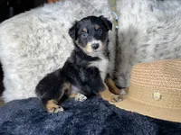 AKC. Black Tricolor Female 1.   L/S, a female Australian Shepherd for sale in Kenner, LA – 1 of 3
