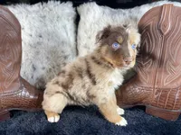AKC.  RED Merle Male 1.   O/S, a male Australian Shepherd for sale in Kenner, LA – 3 of 4