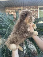 Red tricolor male 1 AkC, a male Australian Shepherd for sale in Kenner, LA – Photo 3 of 7