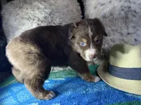 Red tricolor male 1 AkC, a male Australian Shepherd for sale in Kenner, LA – Photo 5 of 7