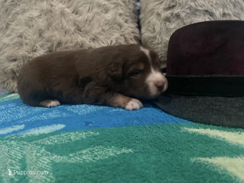 Red tricolor male 1 AkC