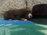 Red tricolor male 1 AkC, a male Australian Shepherd for sale in Kenner, LA – Photo 1 of 5