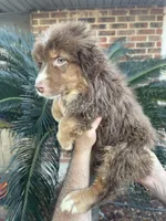 Red tricolor male 1 AkC, a male Australian Shepherd for sale in Kenner, LA – Photo 2 of 7