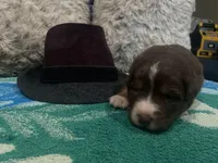 Red tricolor male 1 AkC, a male Australian Shepherd for sale in Kenner, LA – Photo 4 of 5