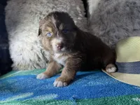 Red tricolor male 1 AkC, a male Australian Shepherd for sale in Kenner, LA – Photo 6 of 7